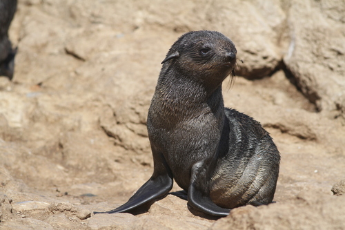 Northern Fur Seal