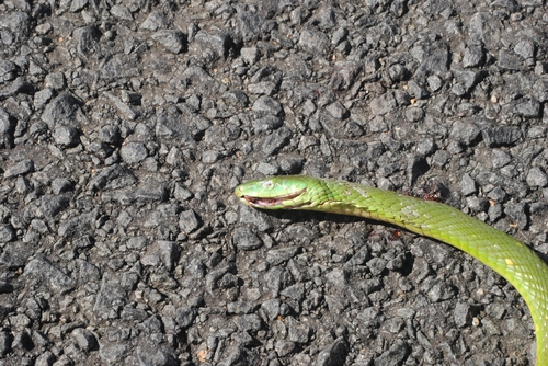 Eastern Green Mamba
