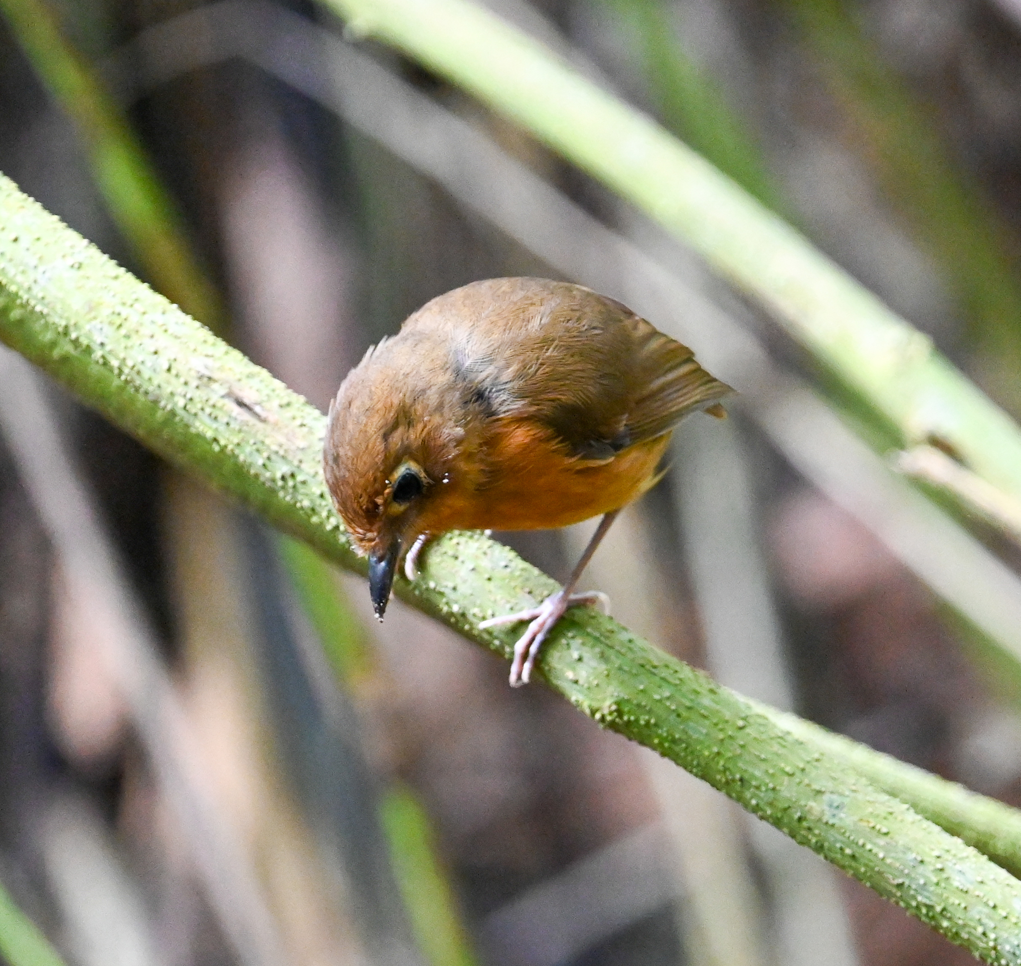 Rusty-breasted Antpitta (Grallaricula ferrugineipectus), photo 2