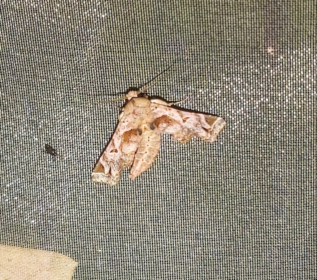 Atacira approximata