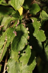 Eriophyes similis