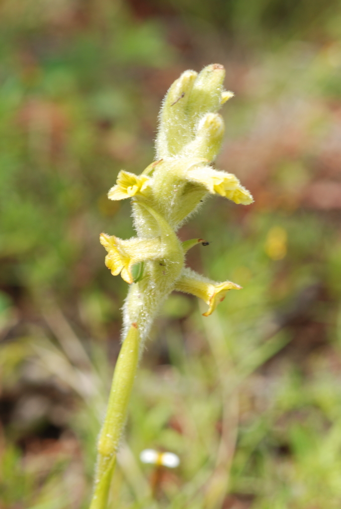 Dichromanthus michuacanus