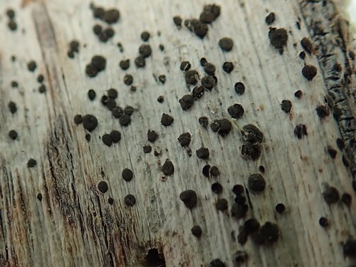 Patellaria atrata observed 2025-06-21