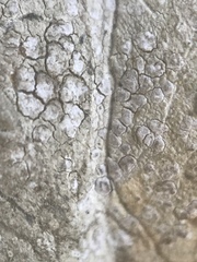 Pachnolepia pruinata