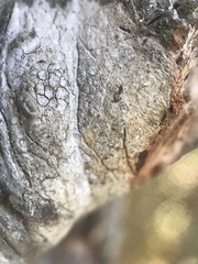 Pachnolepia pruinata