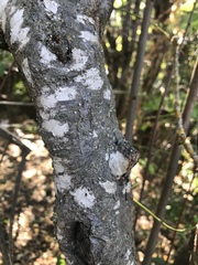 Pachnolepia pruinata