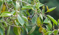 Myioborus melanocephalus