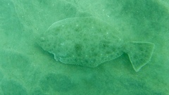 California Halibut photo 5