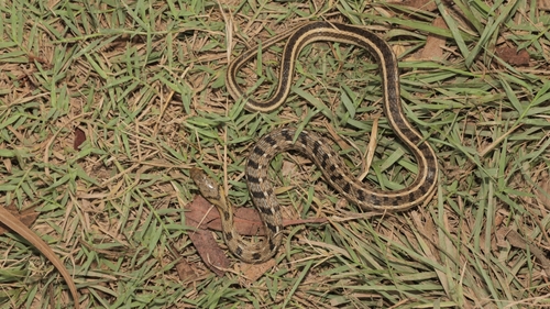 Rắn sọc vàng