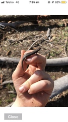 Cryptoblepharus pannosus