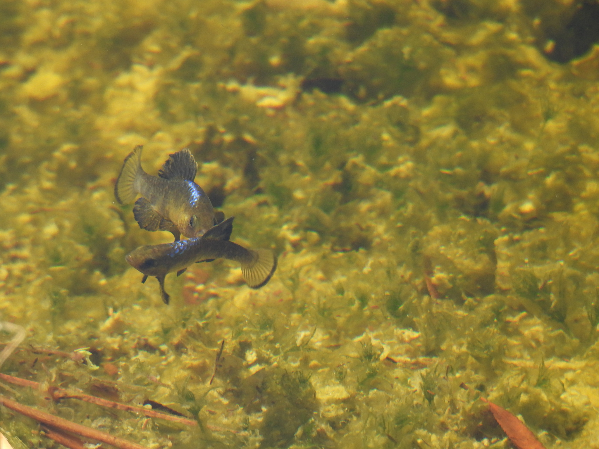 San Ignacio Pupfish photo 5