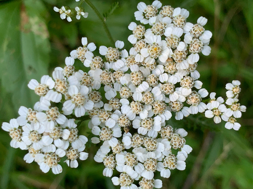 Yarrow
