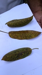 Anacardium excelsum