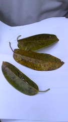 Anacardium excelsum