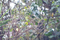 Myioborus melanocephalus