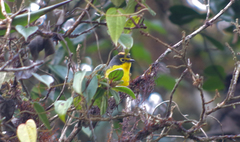 Myioborus melanocephalus