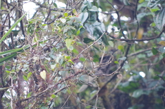 Myioborus melanocephalus