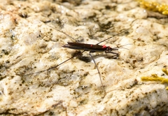 Limnoporus notabilis