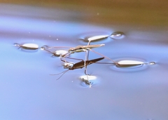 Limnoporus notabilis