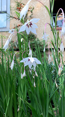 Gladiolus murielae