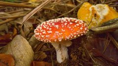 Amanita muscaria