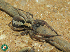 Ctenus ornatus