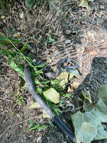 Aesculapian Snake