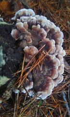Trametes versicolor