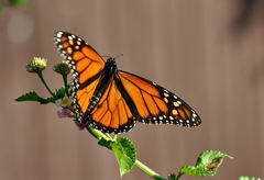 Danaus plexippus