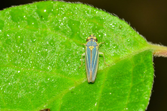 Graphocephala aurolineata