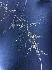 Eragrostis curtipedicellata