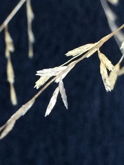 Eragrostis curtipedicellata