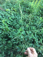 Eragrostis curtipedicellata