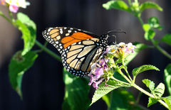 Danaus plexippus