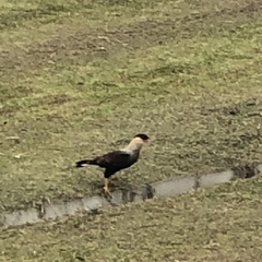 Caracara plancus