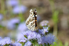 Vanessa virginiensis