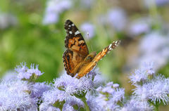 Vanessa virginiensis