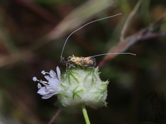 Adela singulella