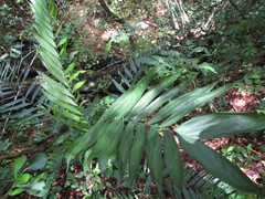 Chamaedorea pochutlensis