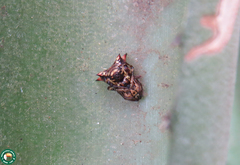 Micrathena schenkeli