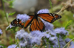 Danaus plexippus