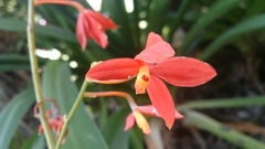 Prosthechea vitellina