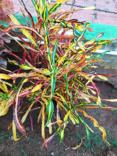 Codiaeum variegatum