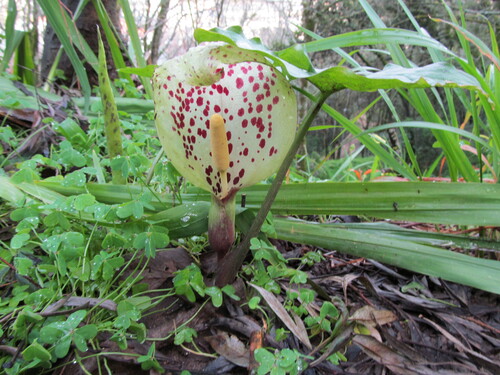 Arum italicum