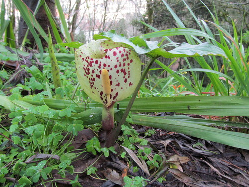 Arum italicum