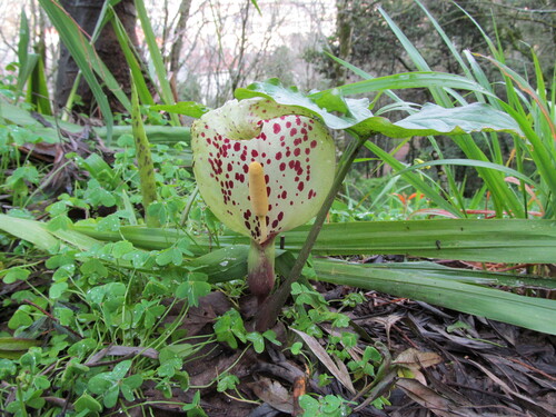 Arum italicum