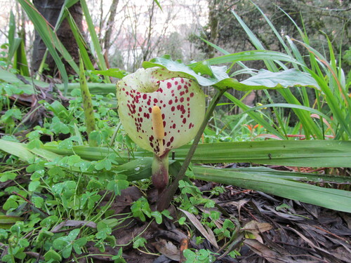 Arum italicum