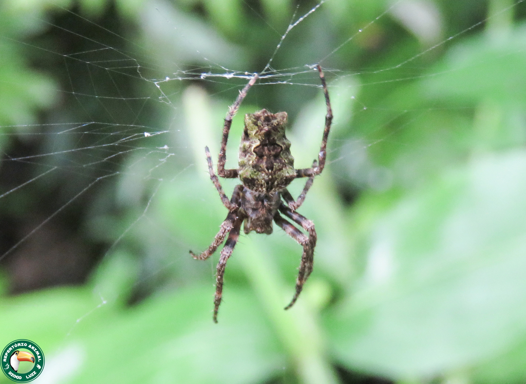 Parawixia velutina