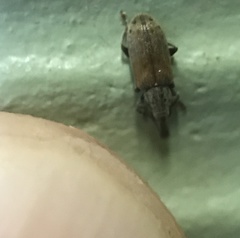 Nemonychidae