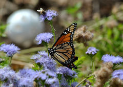 Danaus plexippus